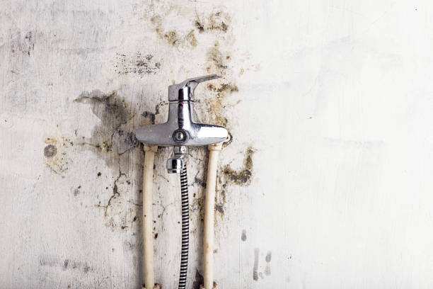 Best Mold Testing  in Harvey, MI