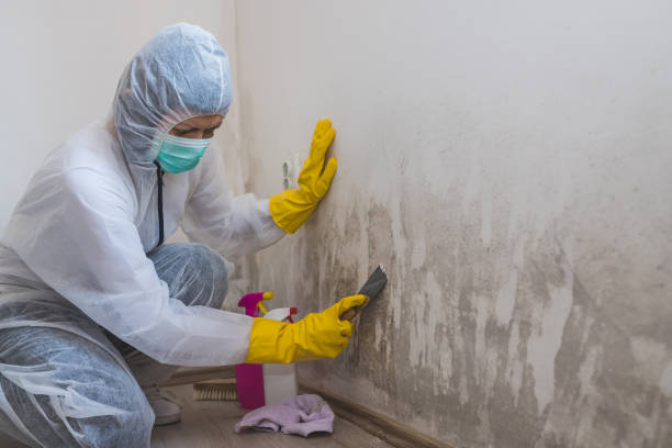 Reliable Harvey, MI Mold Removal Solutions
