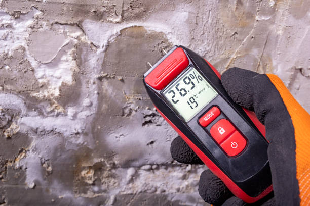 Best Mold Remediation Experts  in Harvey, MI