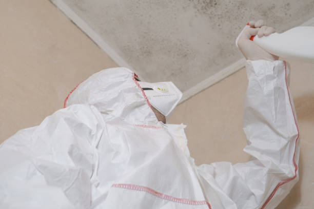 Reliable Harvey, MI Mold Removal Solutions