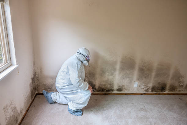 Best Mold Testing  in Harvey, MI